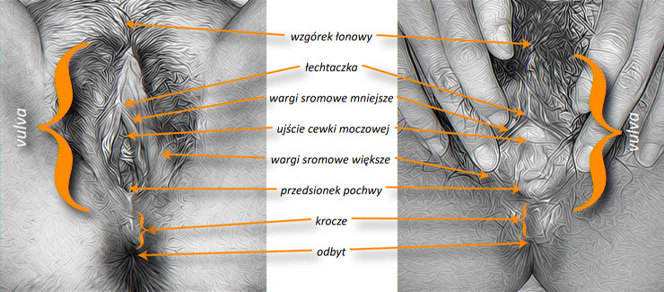 vulva, łechtaczka, wargi, krocze i&nbsp;przedionek - anatomia, zewnętrzne narządy płciowe